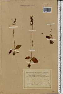 Hemipilia cucullata (L.) Y.Tang, H.Peng & T.Yukawa, Восточная Европа, Центральный район (E4) (Россия)