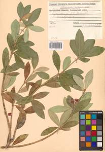 Скиммия промежуточная Komatsu, Сибирь, Дальний Восток (S6) (Россия)