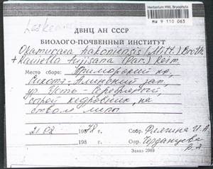 Okamuraea hakoniensis (Mitt.) Broth., Гербарий мохообразных, Мхи - Дальний Восток (без Чукотки и Камчатки) (B20) (Россия)