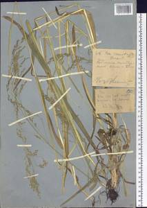 Мятлик расставленный Forselles, Сибирь, Западный (Казахстанский) Алтай (S2a) (Казахстан)