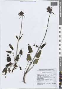 Betonica officinalis subsp. officinalis, Западная Европа (EUR) (Испания)