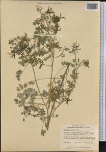 Corydalis aurea Willd., Америка (AMER) (Канада)