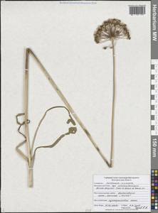 Лук обманчивый Fisch. ex Schult. & Schult.f., Восточная Европа, Центральный лесостепной район (E6) (Россия)