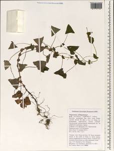 Спорыш, Зарубежная Азия (ASIA) (Вьетнам)