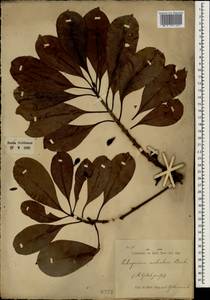 Palaquium rostratum (Miq.) Burck, Зарубежная Азия (ASIA) (Индонезия)