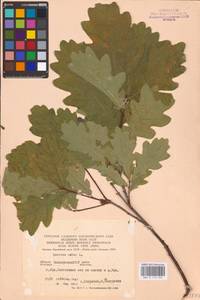 Дуб черешчатый, Дуб обыкновенный L., Восточная Европа, Восточный район (E10) (Россия)