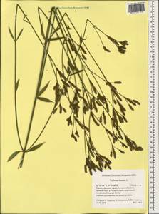 Verbena brasiliensis Vell., Кавказ, Черноморское побережье (от Новороссийска до Адлера) (K3) (Россия)