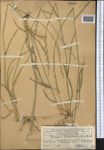 Thinopyrum intermedium subsp. intermedium, Средняя Азия и Казахстан, Западный Тянь-Шань и Каратау (M3) (Казахстан)