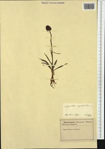Gymnadenia nigra (L.) Rchb.f., Западная Европа (EUR) (Словения)