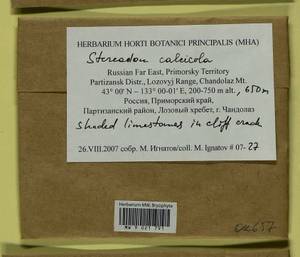 Pseudohygrohypnum calcicola (Ando) Jan Kučera & Ignatov, Гербарий мохообразных, Мхи - Дальний Восток (без Чукотки и Камчатки) (B20) (Россия)