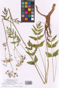 Бедренец большой (L.) Huds., Восточная Европа, Северо-Западный район (E2) (Россия)