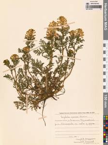 Хохлатка прекрасная Maxim., Сибирь, Дальний Восток (S6) (Россия)