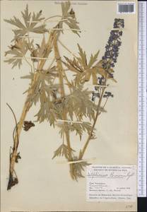Delphinium glaucum S. Watson, Америка (AMER) (Канада)