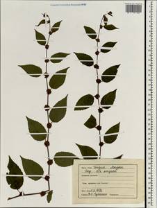 Lamiaceae, Зарубежная Азия (ASIA) (Индия)