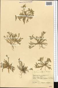 Sisymbrium pumilum Stephan, Средняя Азия и Казахстан, Копетдаг, Бадхыз, Малый и Большой Балхан (M1) (Туркмения)