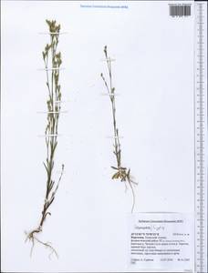 Caryophyllaceae, Средняя Азия и Казахстан, Северный и Центральный Тянь-Шань (M4) (Киргизия)