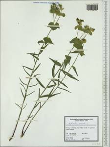 Euphorbia serrata L., Западная Европа (EUR) (Португалия)