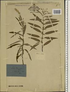 Salvia leucantha Cav., Зарубежная Азия (ASIA) (Франция)