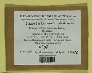 Schwetschkeopsis fabronia (Schwägr.) Broth., Гербарий мохообразных, Мхи - Дальний Восток (без Чукотки и Камчатки) (B20) (Россия)