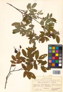 Шиповник даурский Pall., Сибирь, Дальний Восток (S6) (Россия)