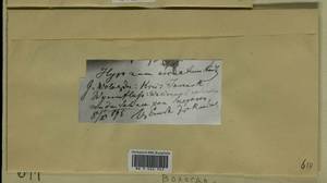 Calliergonella lindbergii (Mitt.) Hedenäs, Гербарий мохообразных, Мхи - Архангельская и Вологодская области, Коми, Ненецкий АО (B7) (Россия)