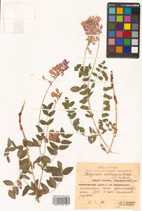 Копеечник южнокурильский (N.S.Pavlova) N.S.Pavlova, Сибирь, Дальний Восток (S6) (Россия)