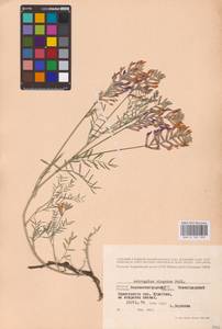 Астрагал изменчивый S.G.Gmel., Восточная Европа, Северо-Украинский район (E11) (Украина)