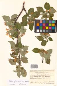 Яблоня лесная Mill., Восточная Европа, Нижневолжский район (E9) (Россия)