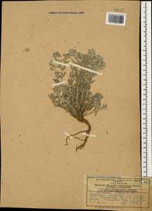 Дубровник белый, Дубровник беловойлочный L., Кавказ, Азербайджан (K6) (Азербайджан)