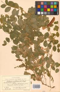 Lathyrus japonicus var. maritimus (L.) J.T.Kartesz & Gandhi, Сибирь, Дальний Восток (S6) (Россия)