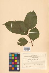 Древогубец круглолистный Thunb., Сибирь, Дальний Восток (S6) (Россия)