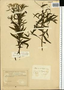 Achillea salicifolia subsp. salicifolia, Восточная Европа, Западный район (E3) (Россия)
