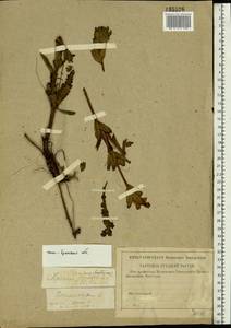 Мытник скипетровидный L., Восточная Европа, Западный район (E3) (Россия)