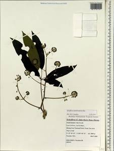 Heptapleurum membranifolium (Bui) G. M. Plunkett & Lowry, Зарубежная Азия (ASIA) (Вьетнам)