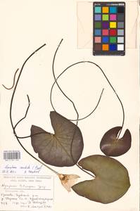 Кувшинка белоснежная C.Presl, Восточная Европа, Московская область и Москва (E4a) (Россия)