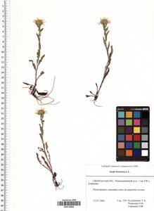 Pentanema britannicum (L.) D. Gut. Larr., Santos-Vicente, Anderb., E. Rico & M. M. Mart. Ort., Восточная Европа, Восточный район (E10) (Россия)