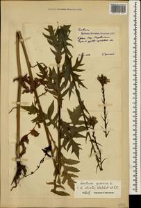 Латук дубравный L., Крым (KRYM) (Россия)