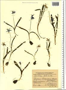 Пролеска сибирская Andrews, Кавказ, Грузия (K4) (Грузия)