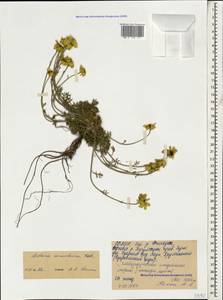 Archanthemis marschalliana subsp. sosnovskyana (Fed.) Lo Presti & Oberpr., Кавказ, Северная Осетия, Ингушетия и Чечня (K1c) (Россия)