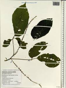 Allophylus cobbe (L.) Raeusch, Зарубежная Азия (ASIA) (Вьетнам)