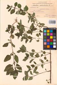 MHA 0 158 494, Mentha × verticillata L., Восточная Европа, Молдавия (E13a) (Молдавия)
