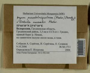 Ptychostomum pseudotriquetrum (Hedw.) J.R. Spence & H.P. Ramsay, Гербарий мохообразных, Мхи - Белоруссия (B2) (Белоруссия)