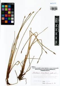 Болотница сосочковая (H.Lindb.) H.Lindb., Сибирь, Дальний Восток (S6) (Россия)