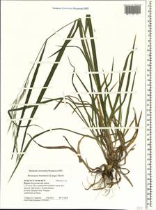 Костер Бенекена (Lange) Trimen, Крым (KRYM) (Россия)