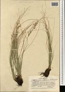 Erioscirpus comosus (Wall.) Palla, Зарубежная Азия (ASIA) (Афганистан)