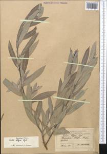 Salix olgae Regel, Средняя Азия и Казахстан, Западный Тянь-Шань и Каратау (M3) (Киргизия)