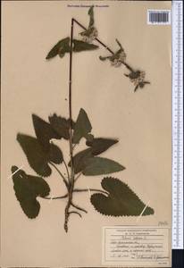 Зопничек клубненосный (L.) Moench, Средняя Азия и Казахстан, Северный и Центральный Казахстан (M10) (Казахстан)