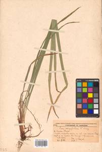 Carex auriculata Franch., Сибирь, Дальний Восток (S6) (Россия)