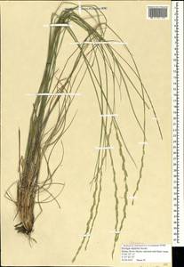 Pseudoroegneria stipifolia (Trautv.) Á.Löve, Крым (KRYM) (Россия)