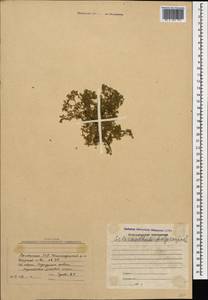 Scleranthus annuus subsp. polycarpos (L.) Thell., Кавказ, Армения (K5) (Армения)